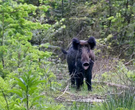Dauwtrappen voor avondmensen