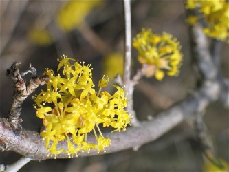 Rondleiding Van knop tot Kruin in Hortus Alkmaar