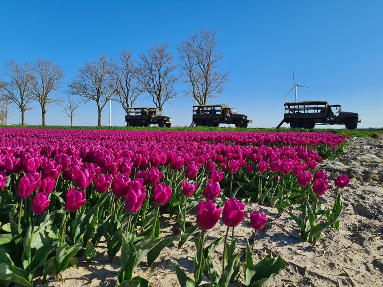 Tulpentours
