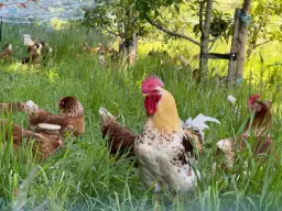 Rondleiding bij Herenboeren de Groote Modderkolk Loenen