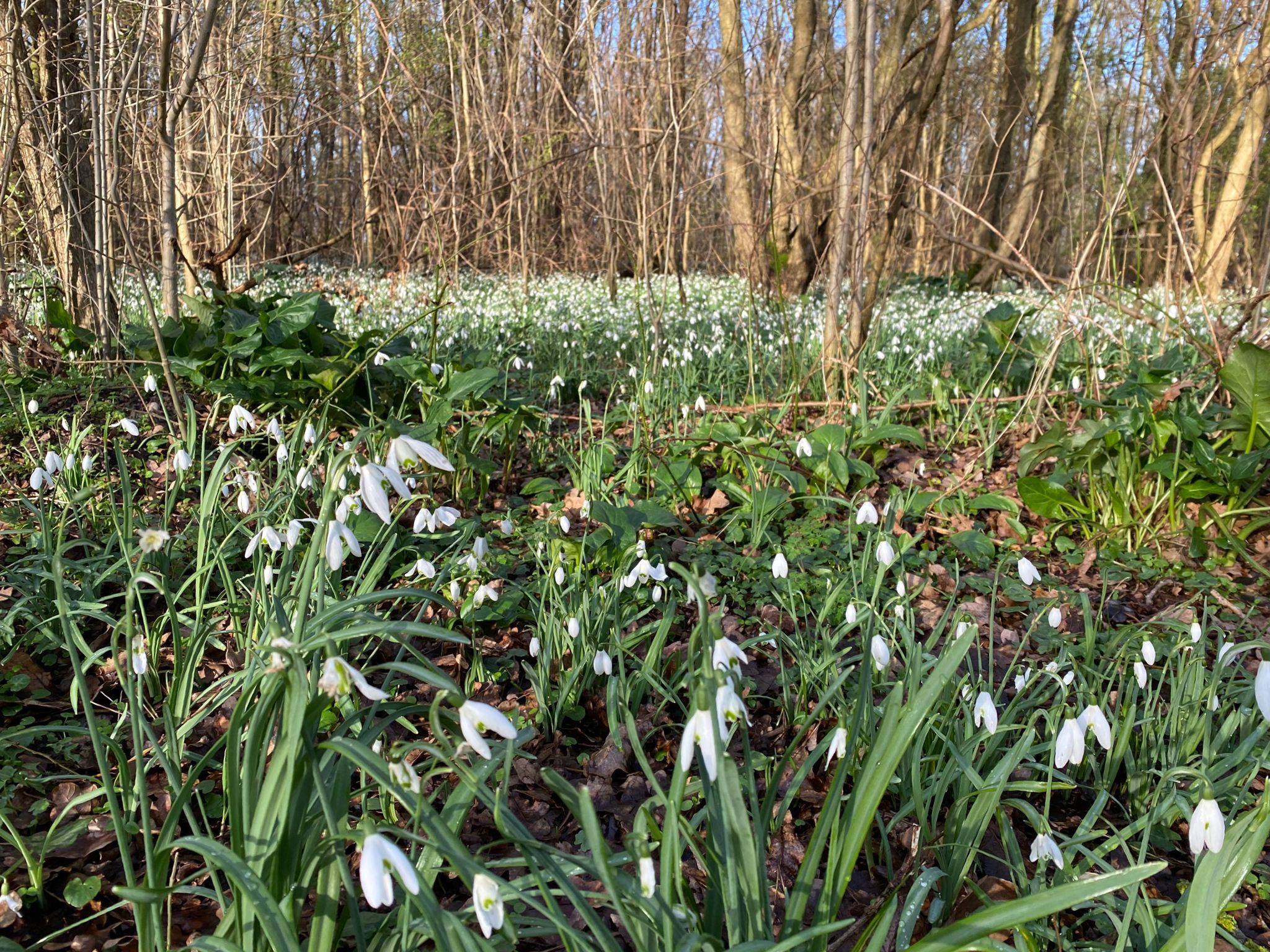 Noorderhavenloop 2026