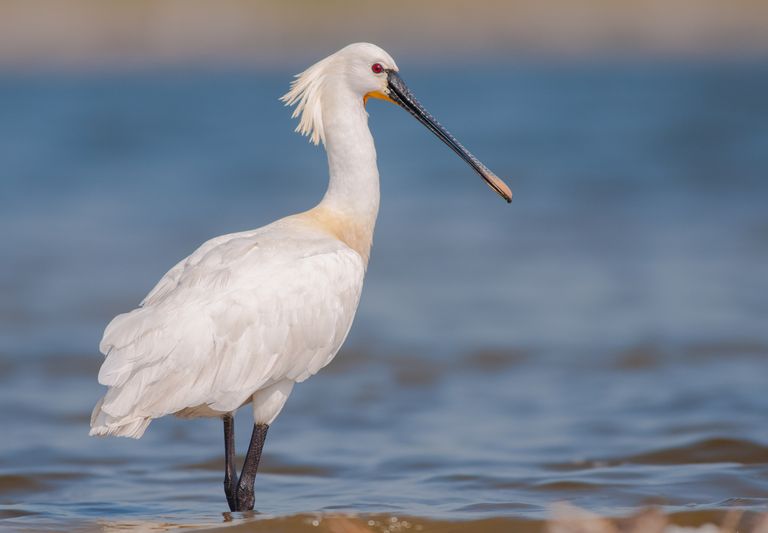 Vogelexcursie Voorjaar op Balgzand