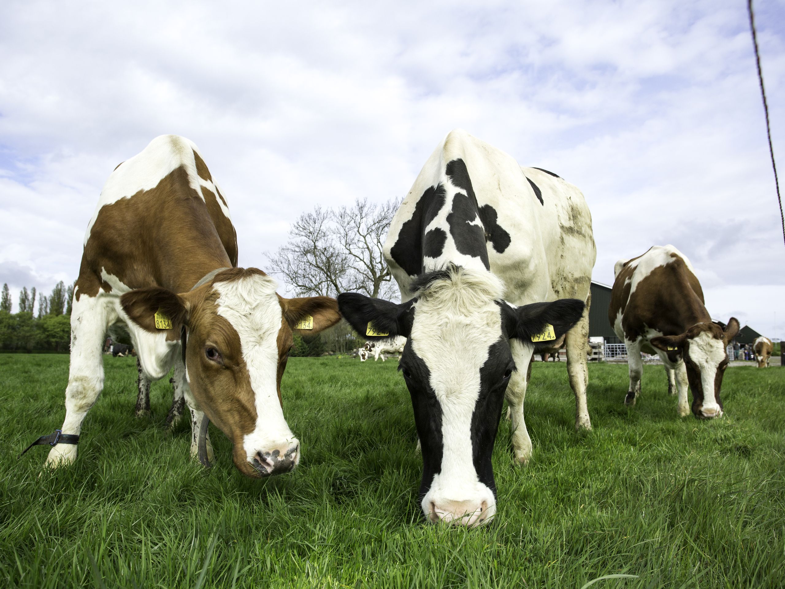 Dagje bij de Boer bij familie Huisman