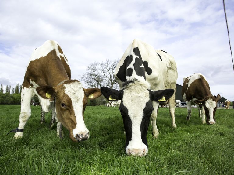 Dagje bij de Boer bij familie Huisman