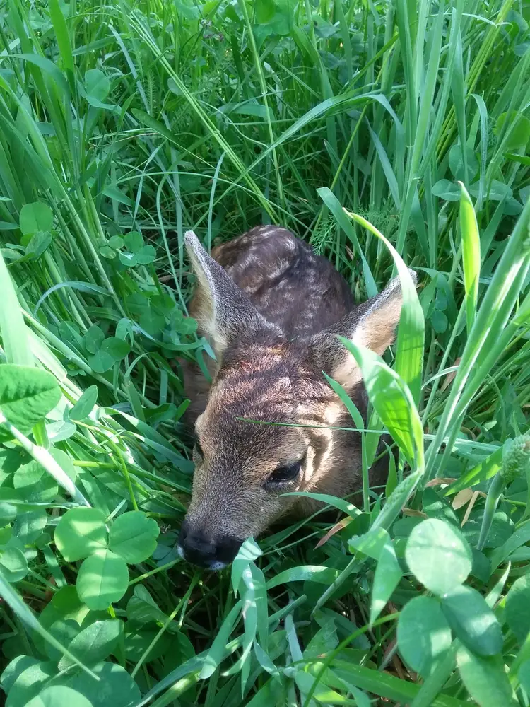 Paasspeurtocht ‘Kijk ik groei!’ op ‘t Leesten