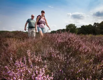 Wandelaars over hei bij Blaricum