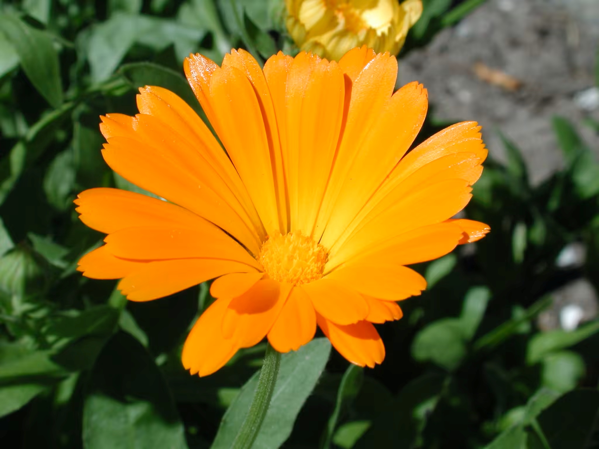 Themarondleiding: Eetbare bloemen