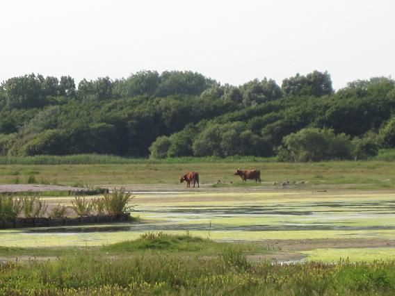 De Stadscamping 2026