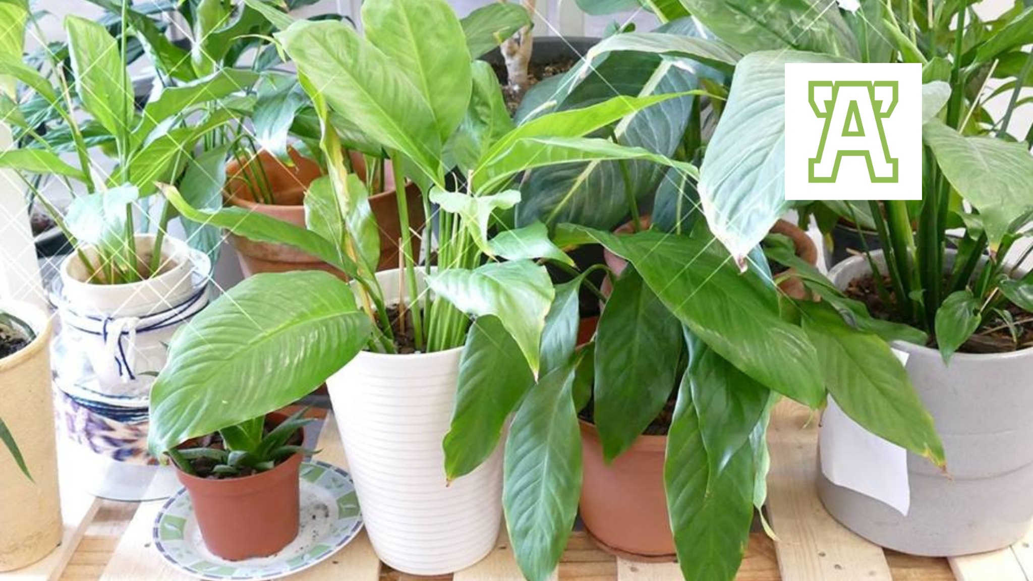 Plantenasiel Alkmaar