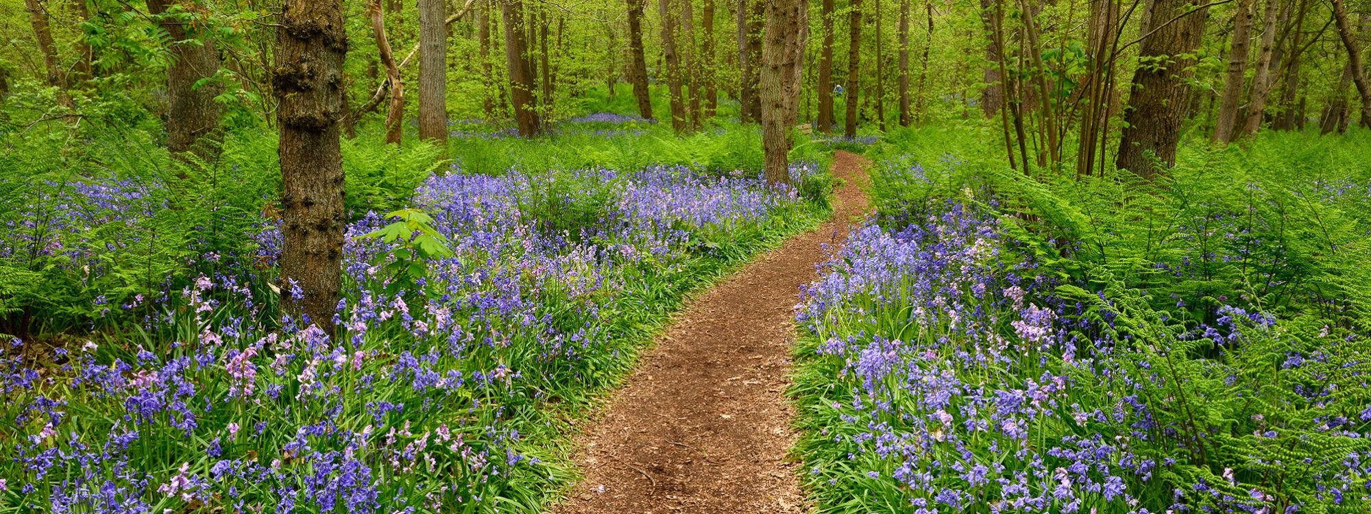 Open dag in het sprookjesachtige Wildrijk