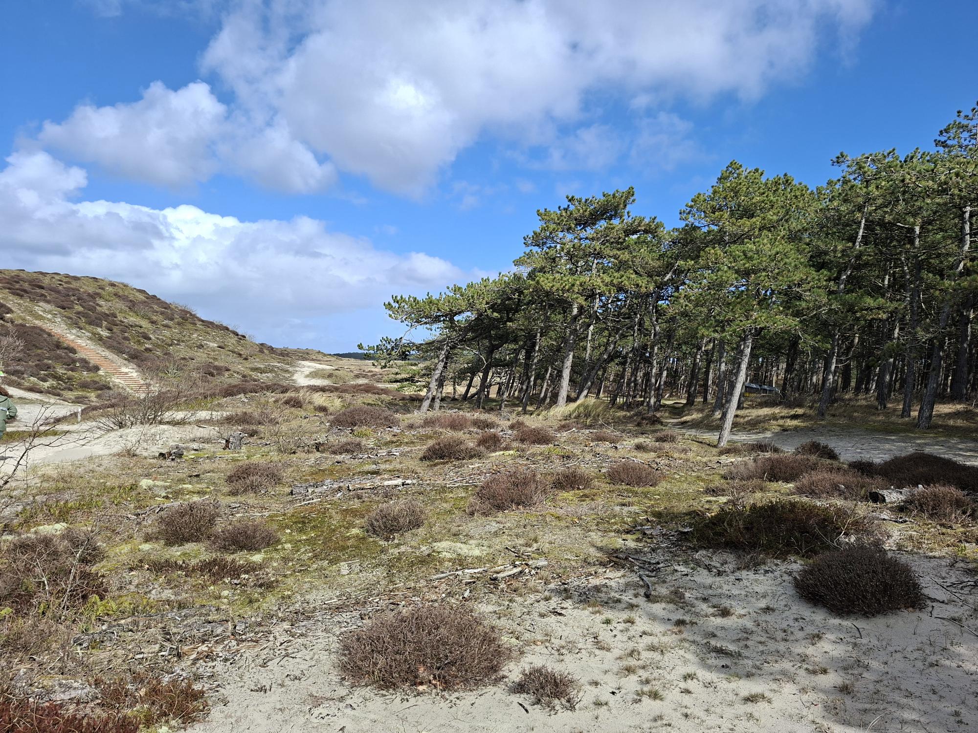 Stiltewandeling door de Schoorlse Duinen 