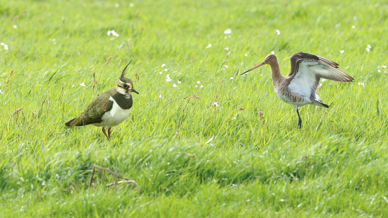 Weidevogelexcursie Oudorperhout