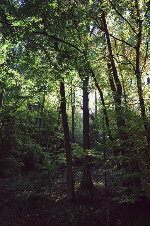 Zwerftocht door Planken Wambuis