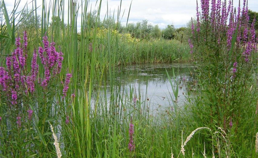 Lezing | De natuurtuin
