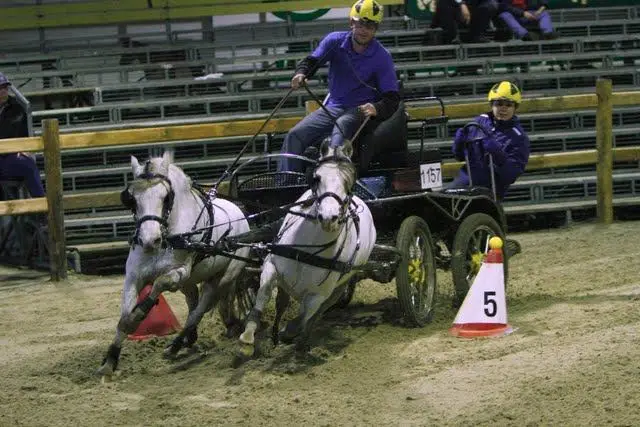 Horse Driving Wenum Wiesel