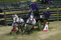 Horse Driving Wenum Wiesel