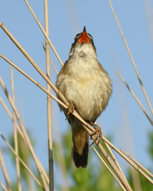 Luistertocht door de Eilandspolder
