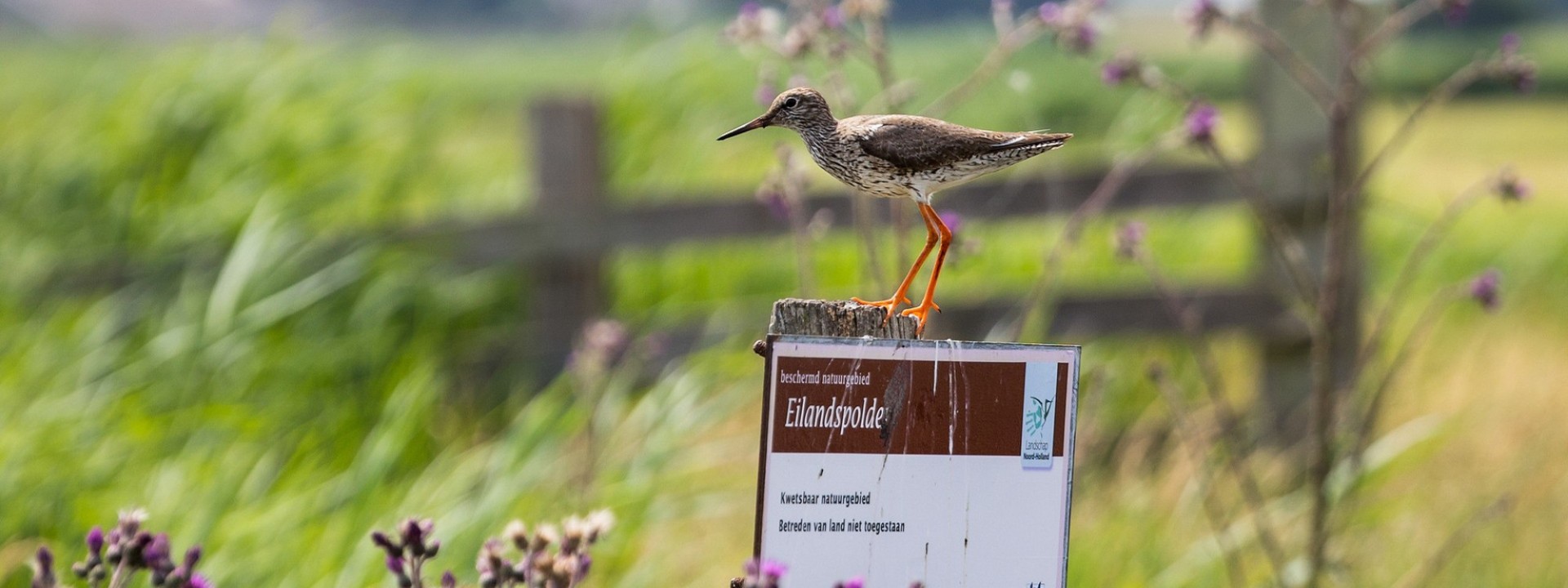 Boerenlandvogels in de Eilandspolder
