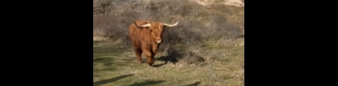 IVN-wandeling op de Westert en de Bleek