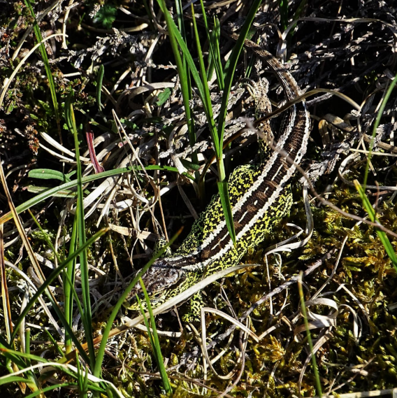 Zandhagedis spotten in de Wimmenummerduinen