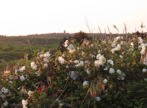 Avondwandeling door Bergen aan Zee en de duinen