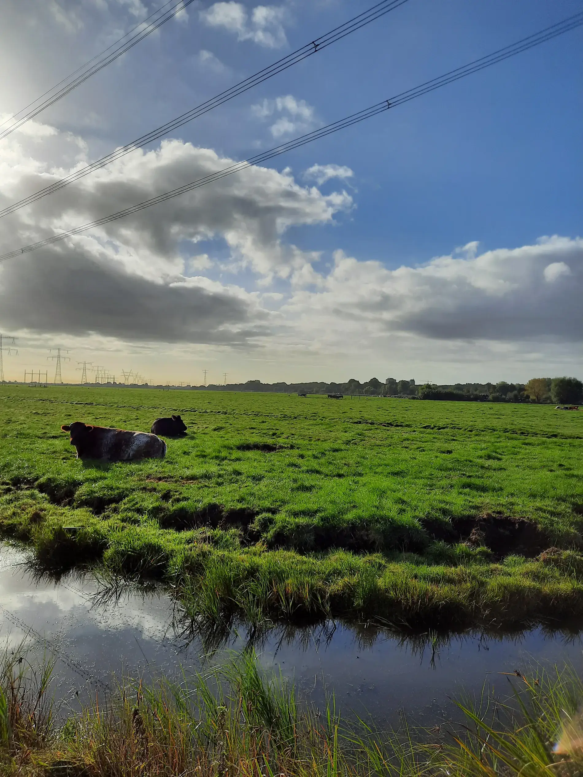 Landschap Laag Holland
