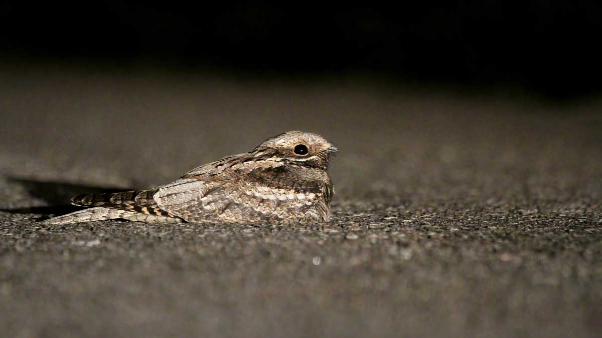 Nachtzwaluwen van de Schoorlse Duinen