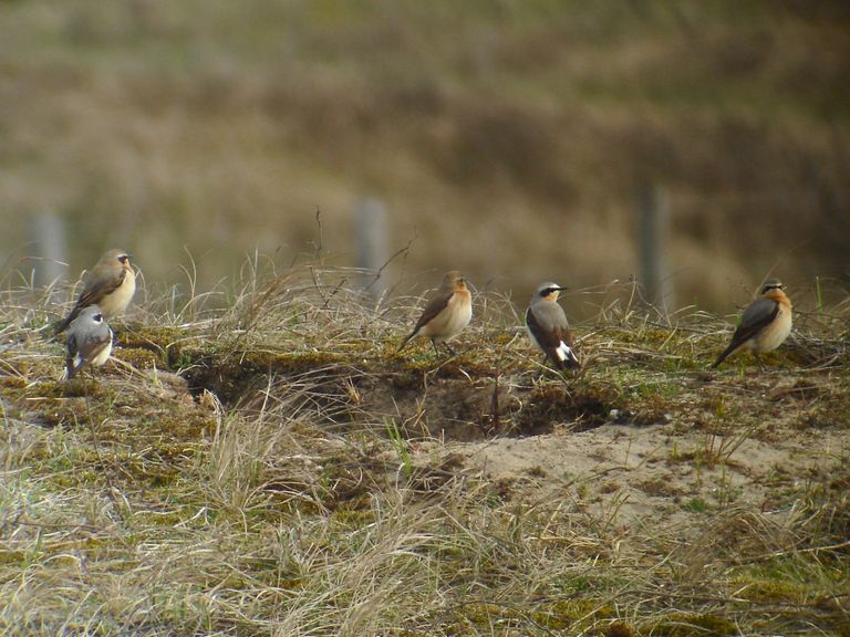 90 minuten natuur met boswachter Tim