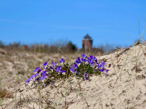 Bloeiende Duinen