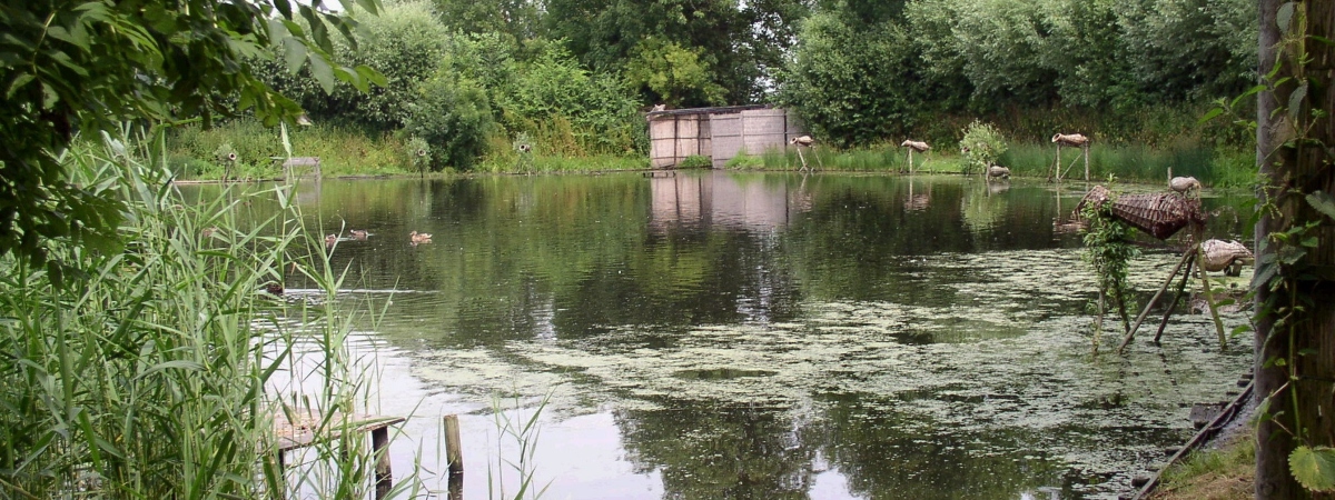 Kijkje achter de schermen van Eendenkooi Van der Eng