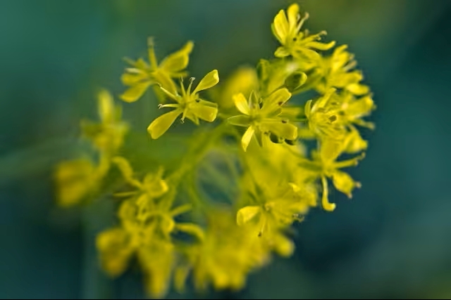 Themarondleiding | Verfplanten