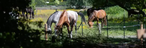Open dag bij boerderij-stal De Lieve