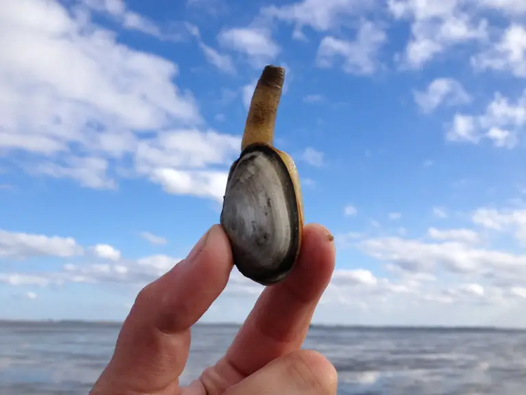 Groene Strand expeditie