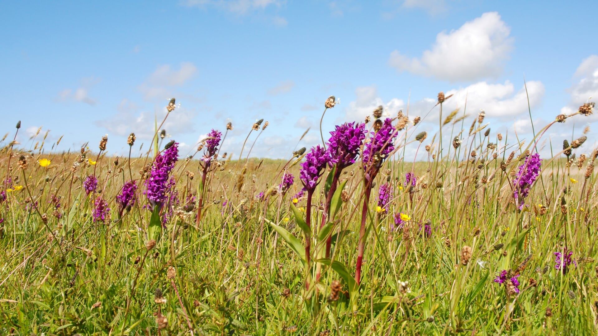 Zwerftocht door Het Zwanenwater – Callantsoog