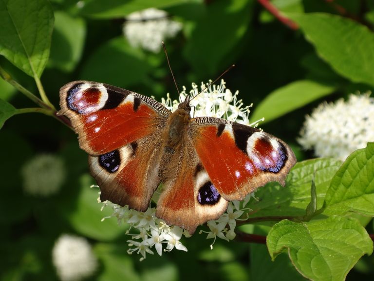 Natuurexcursie Het is Zomer