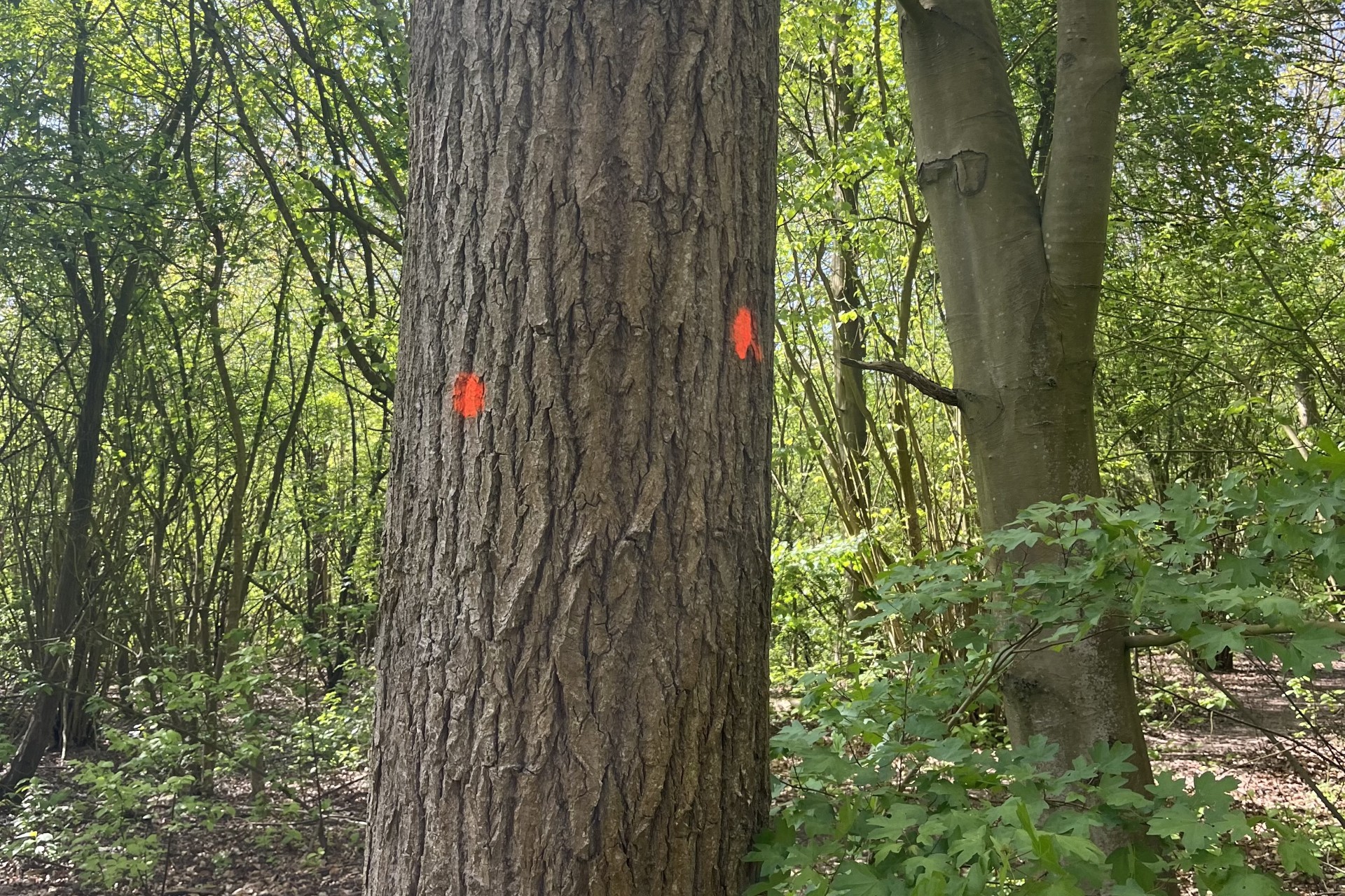 gebleste boom in het Waarderhout