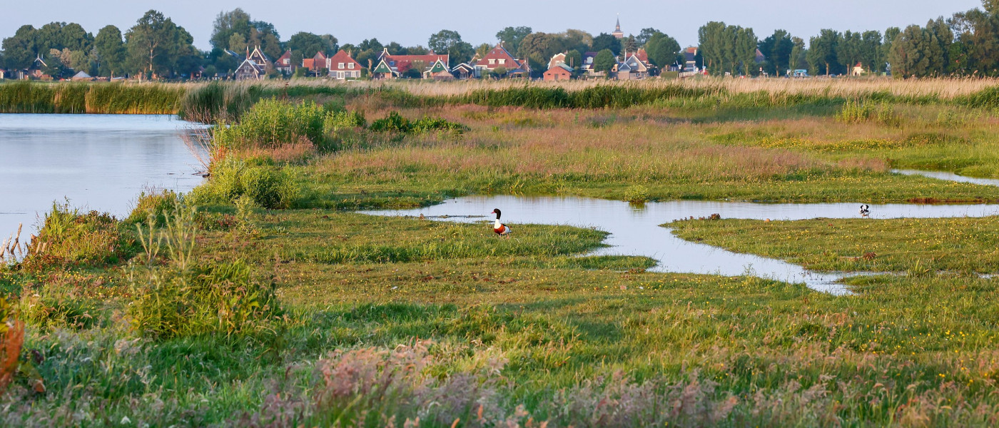Moerasland en trilveen in de Eilandspolder