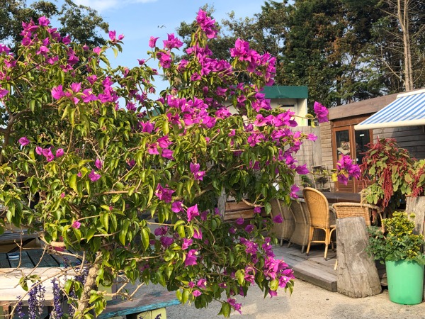 Amara Hoeve