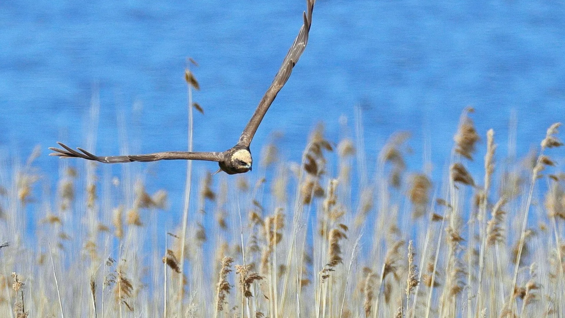 Lezing Roofvogels