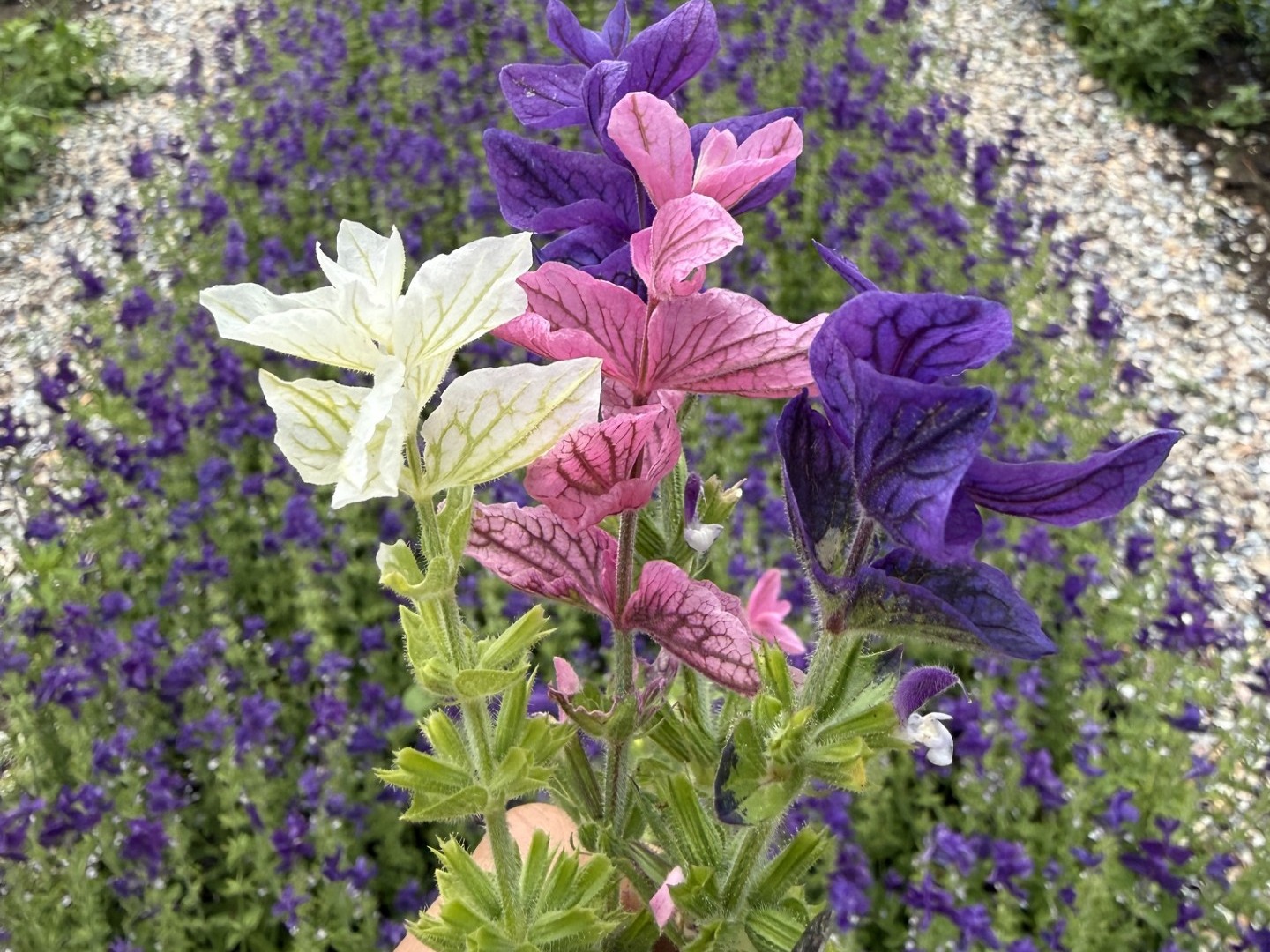 Bloom by Zaza