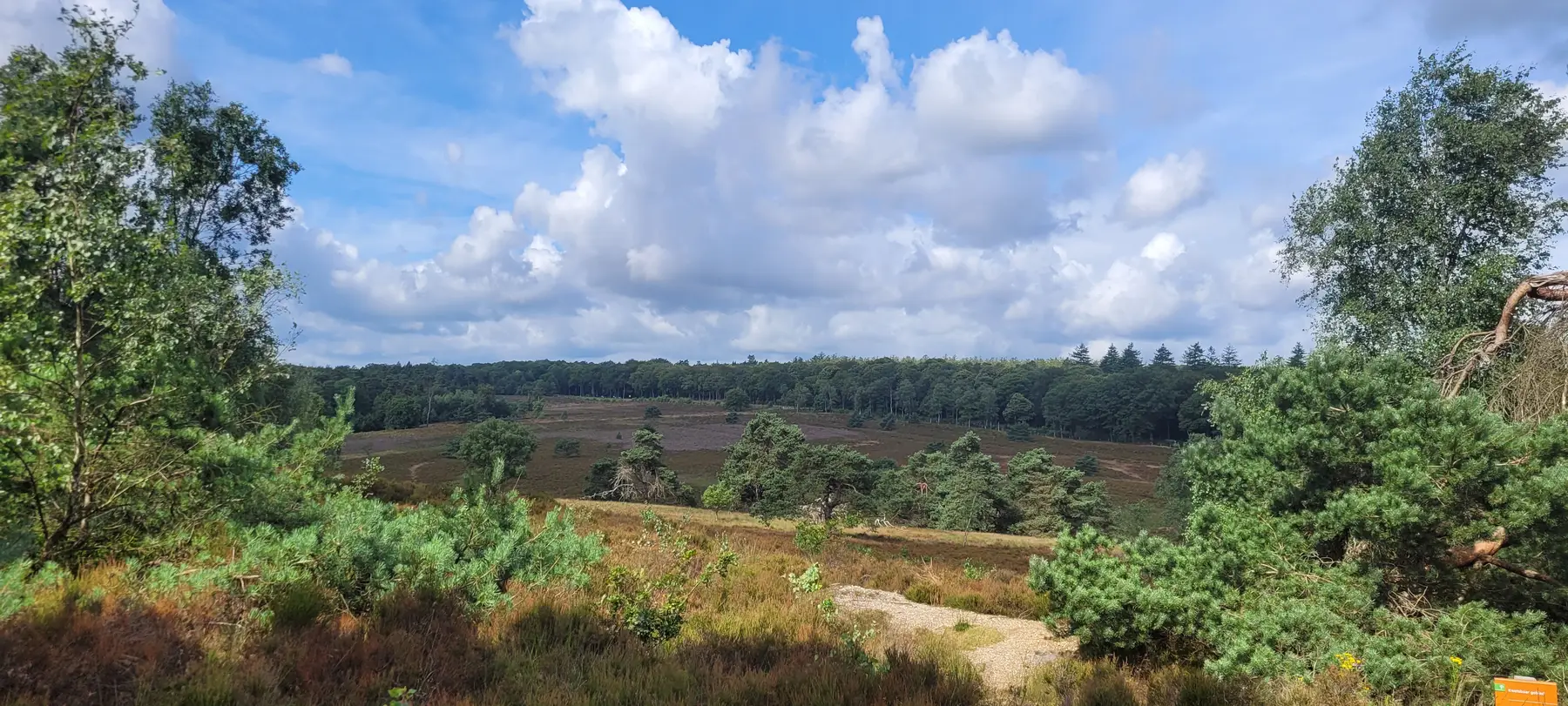 Wandeling wilde Veluwe Light
