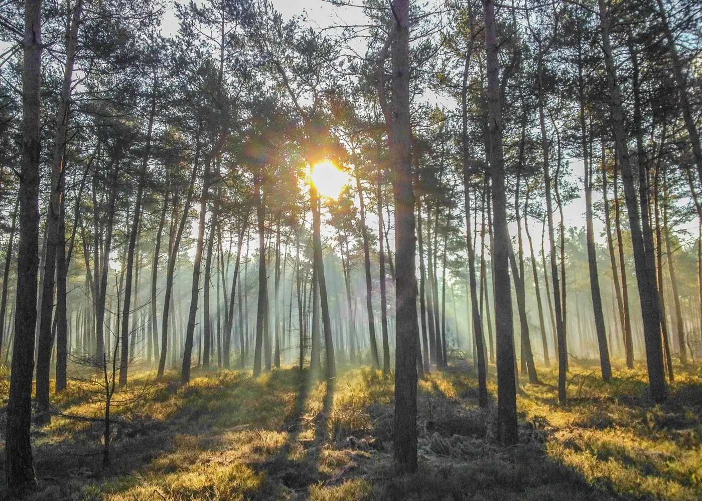 Wandelen met de boswachter over de Veluwe