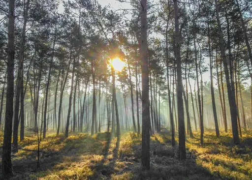 Wandelen met de boswachter over de Veluwe