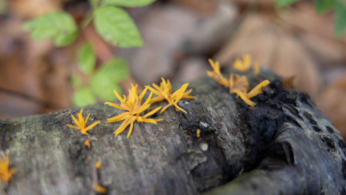 Paddenstoelenwandeling Schoorlse Duinen