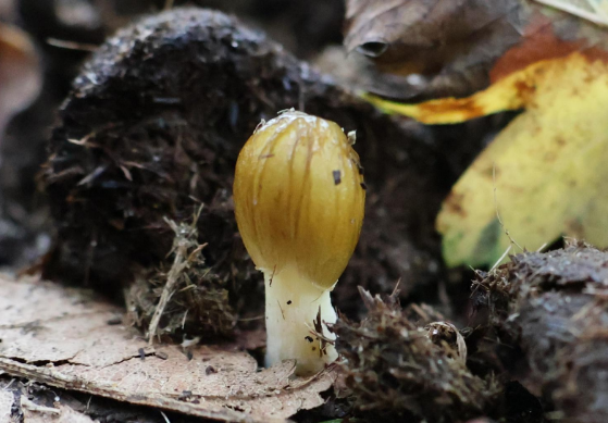 Bijzondere paddenstoelen